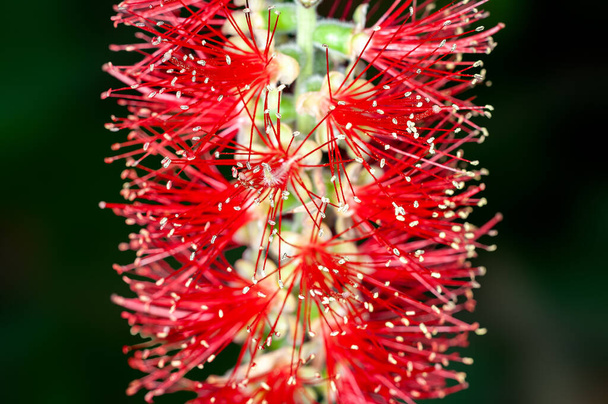 Primer plano de la flor de pincel rojo - Foto, imagen