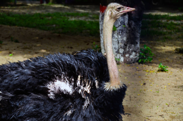 Un hermoso avestruz común o simplemente avestruz, un pájaro sin vuelo caminando por el suelo. Avestruz de ave grande descansando. - Foto, Imagen