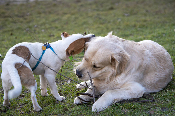 Los perros Jack Russell Terrier y Golden Retriever juegan con un palo de madera en la hierba verde. El recuperador está mintiendo, el Jack Russell está de pie, ambos están mordisqueando un palo desde lados opuestos  - Foto, imagen