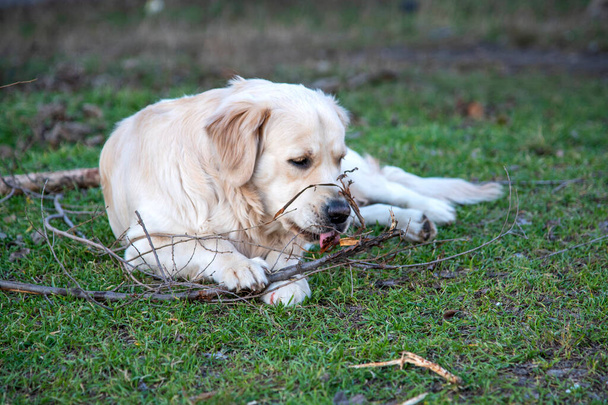 Un perro de la raza golden retriever yace en la hierba verde con un palo de madera y lo roe, sosteniéndolo con dos patas delanteras  - Foto, imagen
