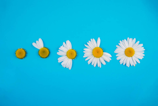 Five chamomile flowers lie horizontally in a row on a blue background, each next chamomile missing more and more petals, the lower chamomile has no petals  - Photo, image