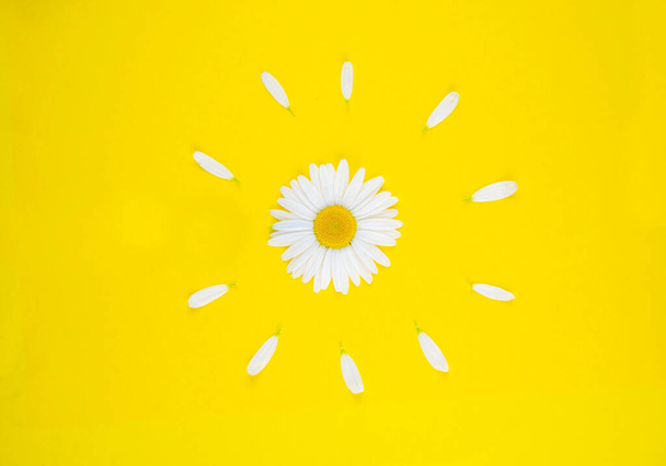 One chamomile flower lies vertically on a colored yellow background along . Around the bud in a circle are white petals  - 写真・画像