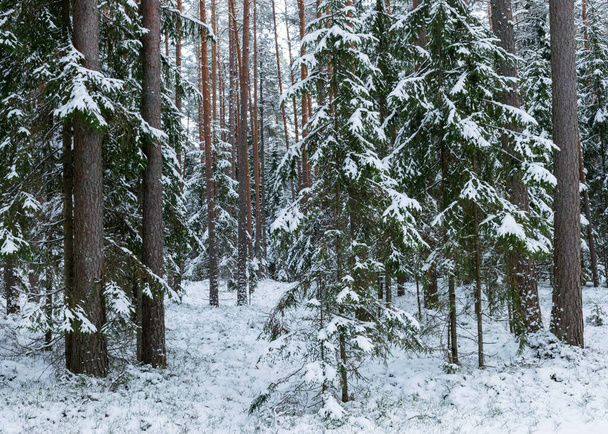 традиционный зимний пейзаж со снежными деревьями, зимняя магия - Фото, изображение