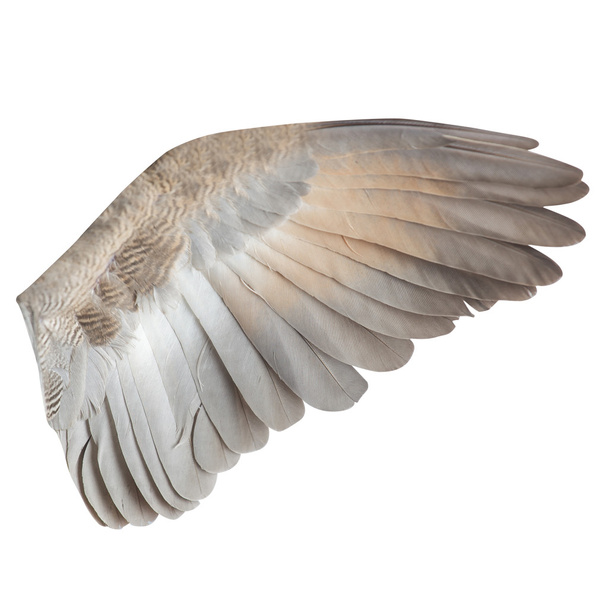 ailes - Photo, image