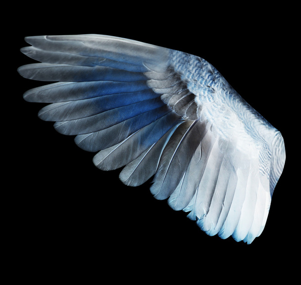 φτερά - Φωτογραφία, εικόνα