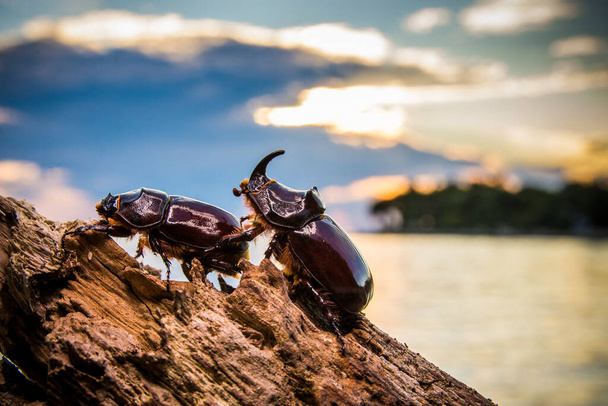 European rhinoceros beetle, Oryctes nasicornis, in Istria during the sunset over the sea, Croatia in Europe. - Photo, Image