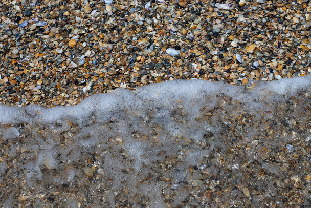Morskie muszle na piasku. Letnie tło plaży. Widok z góry. - Zdjęcie, obraz