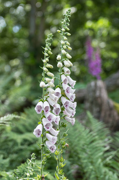 Beautiful purple and white foxgloves against a green background. - Photo, Image