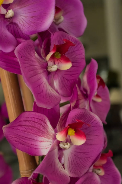 Kaunis, upea, upea vaaleanpunainen ja violetti orkidea kukkia, luonnollisessa ympäristössä, lähikuva ja täysi kukinta. - Valokuva, kuva