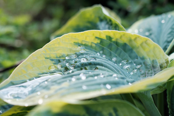 feuilles d'hosta avec des gouttes d'eau. jardin après pluie. fond vert naturel, concept printemps.  - Photo, image