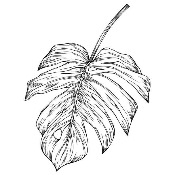 葉は白で孤立します。熱帯の葉。手描きベクトルイラスト. - ベクター画像