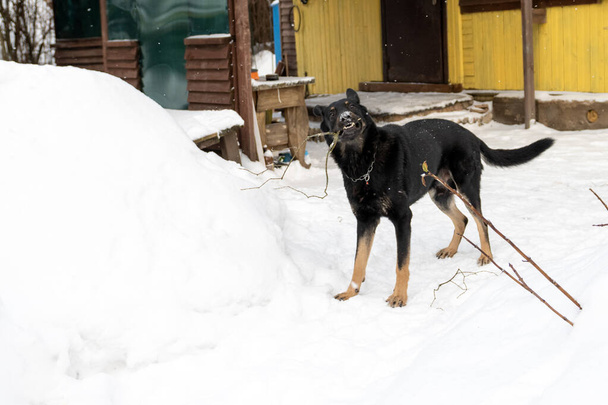 Černý pes ve sněhu si hraje s holí, vycenil bílé zuby - Fotografie, Obrázek