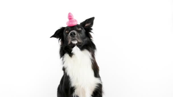 Border collie dog holding his favorite toy on his head learning new tricks isolated over white background. Owner training his puppy pet, friendship concept. - Footage, Video