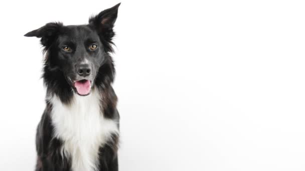Портретная собака породы Пограничная колли на белом фоне любопытно глядя в камеру - Кадры, видео