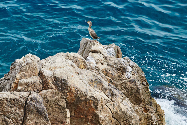 Wild sea bird sitting on a rock in the Mediterranean Sea near Monaco, azure color water - Фото, зображення