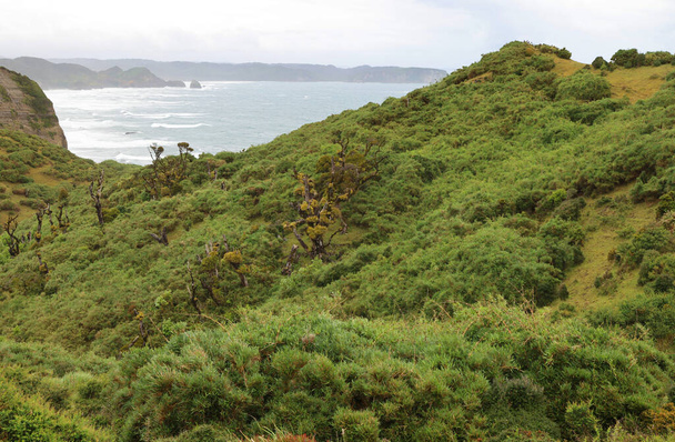 The wild vegetation of the island of Chiloe, Chile - Fotografie, Obrázek