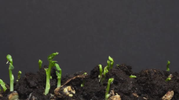 Microgreens geïsoleerde bonen op zwarte achtergrond. Microgroene erwten groeien van dichtbij ontkiemen tijd verstrijken. 4k, 25 fps. Groene spruiten van soja. - Video