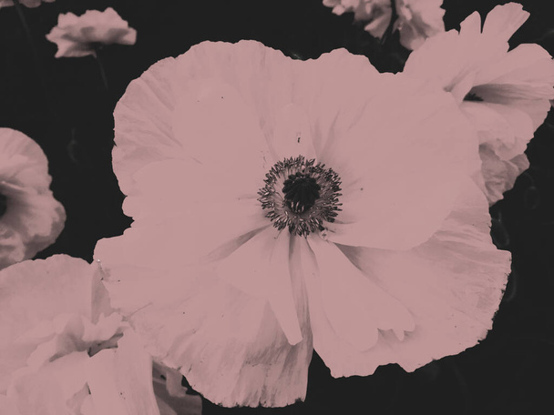 Grande vintage cercando foto retrò in bianco e nero bella natura papavero fiore macro - Foto, immagini