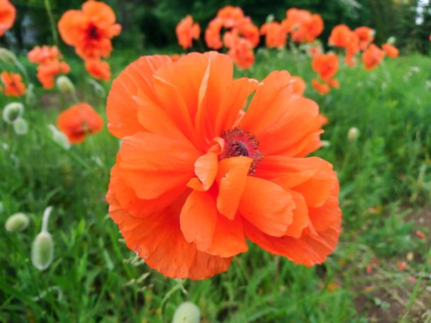Nizza rosso arancio papavero fiori natura intorno bello sfondo - Foto, immagini