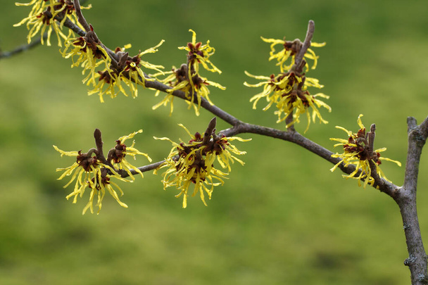 the beautiful flowers of the witch hazel in winter - Photo, Image