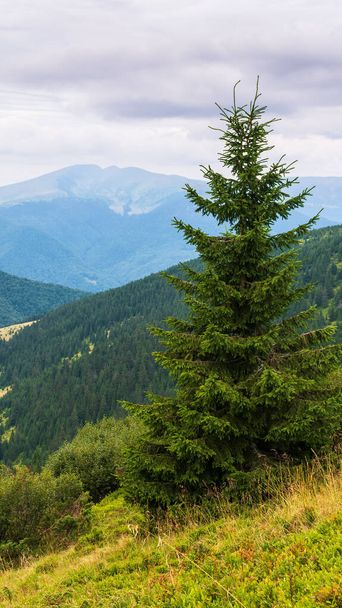 pine forest on the hill. beautiful nature background in summer. scenic carpathian mountain landscape. green outdoors on a cloudy afternoon - Фото, зображення