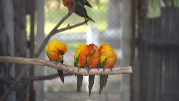 lovebirds little cute parrots with short tail making happy noisy high tone beaks in the cage at the zoo - Footage, Video