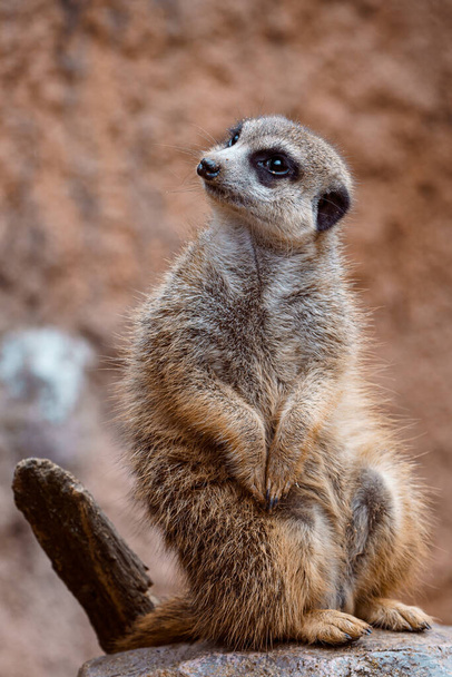 Ritratto di suricato su pietra, Suricata suricatta - Foto, immagini
