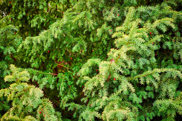 Taxus baccata örökzöld tiszafa lombozat közelről. Európai tiszafa érett és éretlen vörös magkúpokkal, mérgező növény toxin alkaloidokkal. Gyönyörű örökzöld fa ágak háttér - Fotó, kép