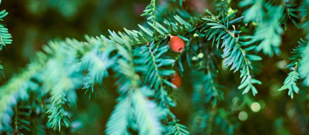 Euroopan marjakuusi, Taxus baccata ikivihreä marjakuusi lähikuva. Sävytetty vihreä marjakuusi oksa kypsä ja kypsymätön punainen siemen käpyjä. Myrkyllinen kasvi, jossa on toksiinialkaloideja - Valokuva, kuva