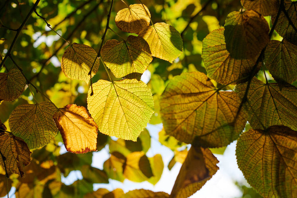 Bladeren van Tilia platyphyllos boom, zonnige hemel achtergrond. Groene en gele bladeren van grootbladige linden. Prachtig uitzicht door grote lindeboom, blauwe lucht en zonlicht - Foto, afbeelding