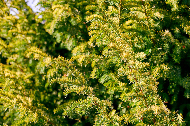 Taxus baccata věčně zelené tisu listí zblízka. Evropský tisový strom se zralými a nezralými červenými kužely, jedovatá rostlina s toxinovými alkaloidy. Krásné stálezelené větve stromu pozadí - Fotografie, Obrázek