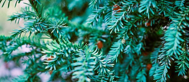 Teixo europeu, Taxus baccata evergreen yew close up. Toned ramo de árvore de teixo verde com cones de semente vermelha maduros e imaturos. Planta venenosa com toxinas alcalóides - Foto, Imagem