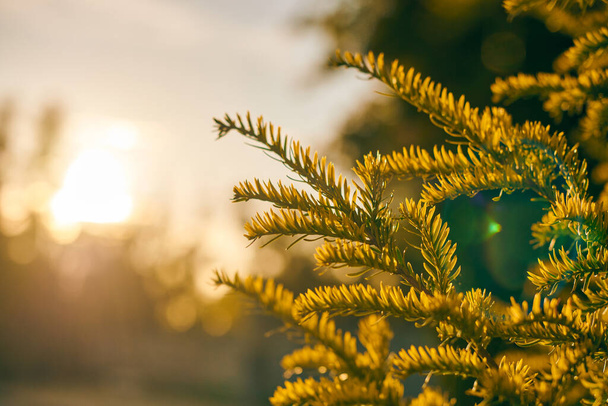 Yew δέντρο Taxus μπακάτα υποκατάστημα αντιγράψετε χώρο κοντά. Ευρωπαϊκό αειθαλές δέντρο στο όμορφο φως του ήλιου, εποχή του ηλιόλουστου καιρού. Καλή ημέρα του καιρού, όμορφα αειθαλή κλαδιά δέντρων - Φωτογραφία, εικόνα