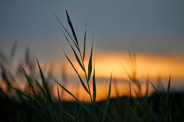 Tramonto serale attraverso l'erba spessa sul prato. Bellissimo tramonto panoramico all'aperto, soft focus. Svegliare cielo giallo paesaggio, sfondo crepuscolo offuscata - Foto, immagini