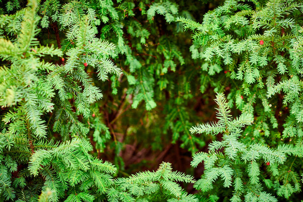 Taxus baccata örökzöld tiszafa lombozat közelről. Európai tiszafa érett és éretlen vörös magkúpokkal, mérgező növény toxin alkaloidokkal. Gyönyörű örökzöld fa ágak háttér - Fotó, kép
