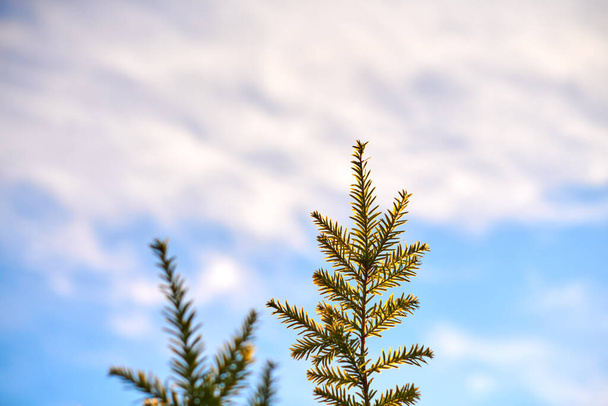 Дерево Taxus baccata dibration space, blue sky background. Європейське вічнозелене дерево тису. Гарний сонячний день, хвойні вічнозелені гілки дерев. - Фото, зображення