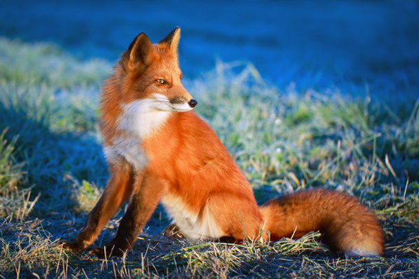 tierischer Fuchs - Foto, Bild