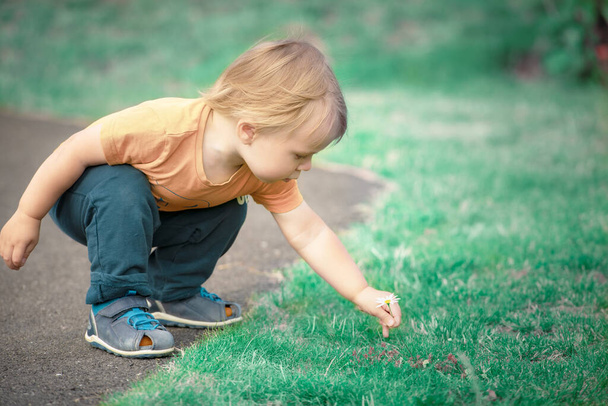 Child plucks chamomile at park, summer time - Foto, Bild