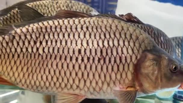 Carpa viva de pescado en un acuario de supermercado - Imágenes, Vídeo