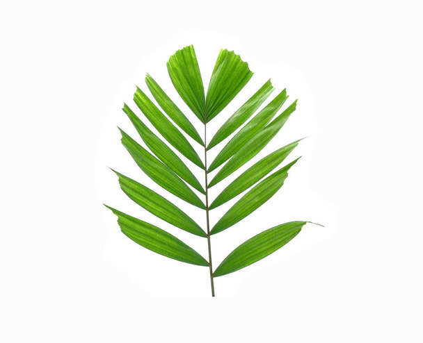Tropisches Palmblatt isoliert auf weißem Hintergrund. Palmblatt. Grünes Blatt ausgeschnitten - Foto, Bild