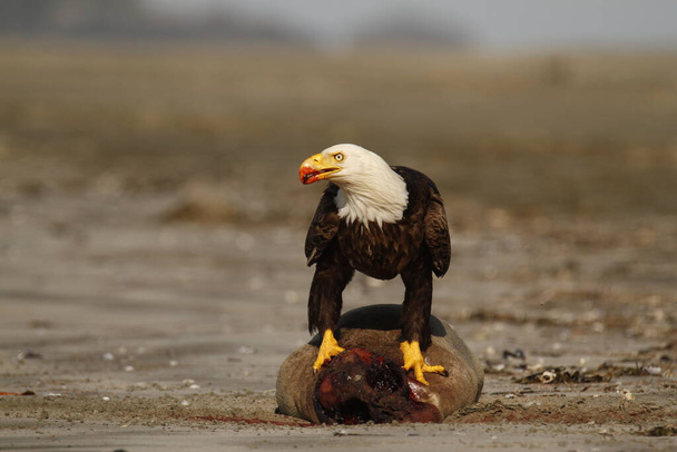 A Bald Eagle (Haliaeetus leucocephalus) eating the bloody remains of a beached seal on Chesterman Beach in Tofino, BC, Canada. Il a du sang sur le bec.. - Photo, image