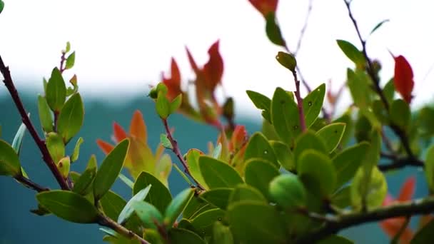 Close-up de belas folhas de árvore em uma área de lago azul. - Filmagem, Vídeo