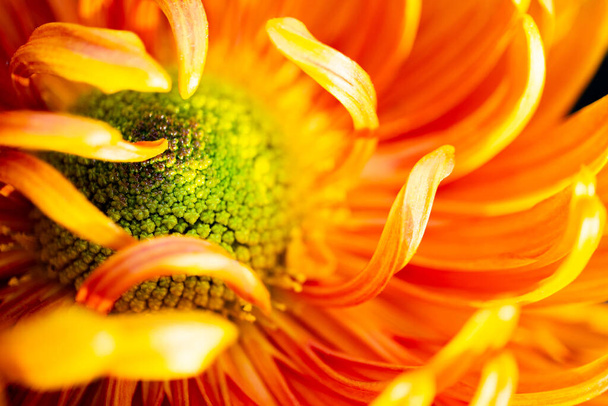 Macrofoto de pistilo crisantemo rodeado de pétalos. Una rica flor de otoño naranja. - Foto, imagen