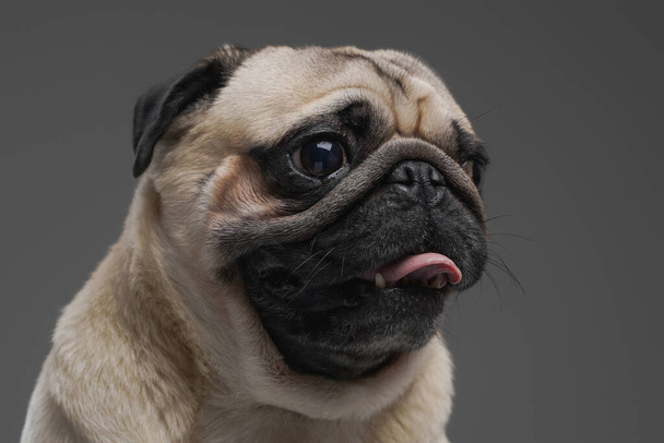 Beige pug dog with short fur against gray background - Valokuva, kuva