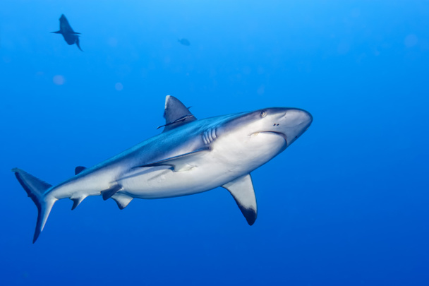 ataque de tiburones bajo el agua
 - Foto, imagen