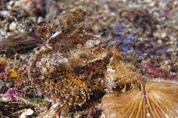 Colorful scorpion fish on hard red coral macro  - Photo, Image