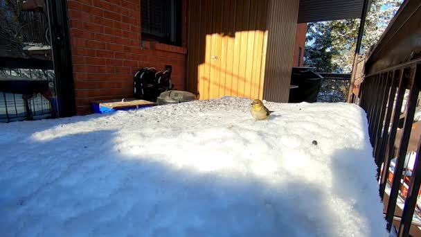 Gros plan d'un chardonneret un bruant sur la neige, ramassant des graines de tournesol - Séquence, vidéo