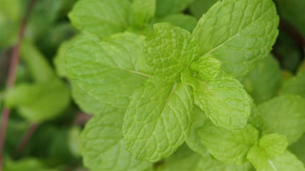 close-up of green mint planted in the field - Footage, Video
