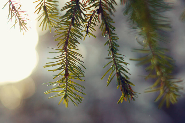 Abeto, rama de pino, sobre un fondo borroso                                - Foto, Imagen