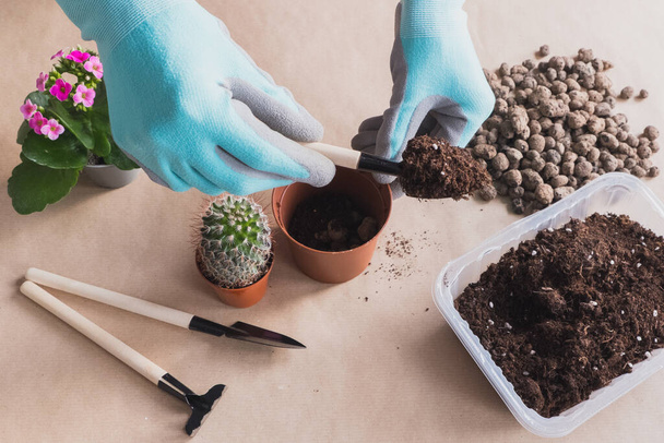 Flat lay transplanting cactus flower on craft background, small gardening tools pour earth into flower pot. - 写真・画像